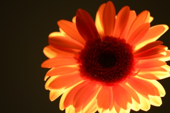 Orange flower